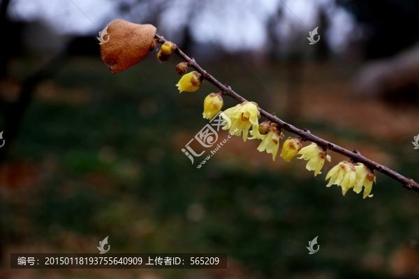 黃臘梅