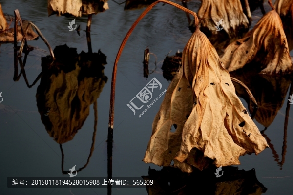 殘荷