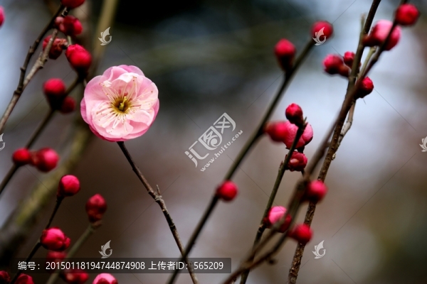 梅花