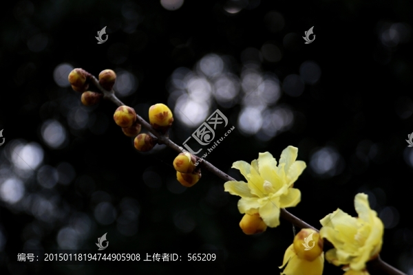 黃臘梅