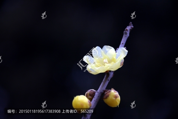 黃臘梅