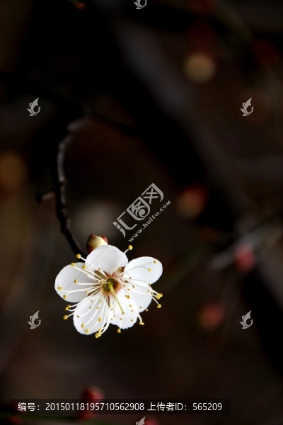 梅花