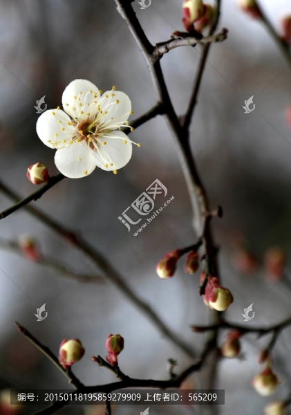 梅花