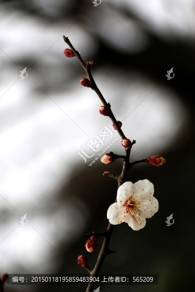 梅花