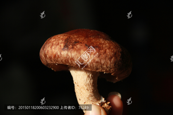 香菇菌類靜物攝影