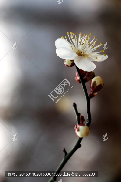梅花