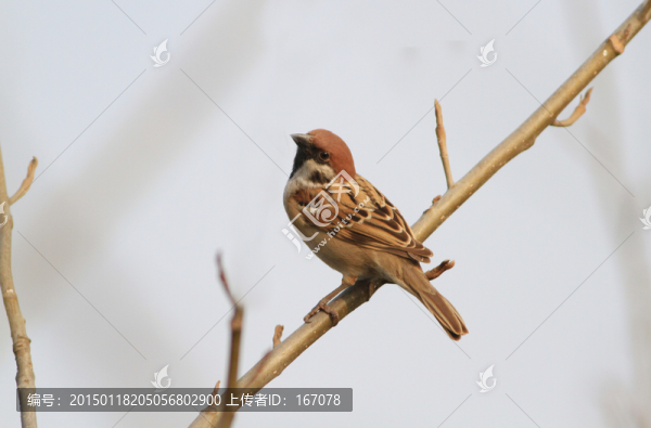 麻雀,鳥