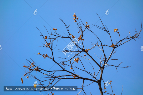 樹枝