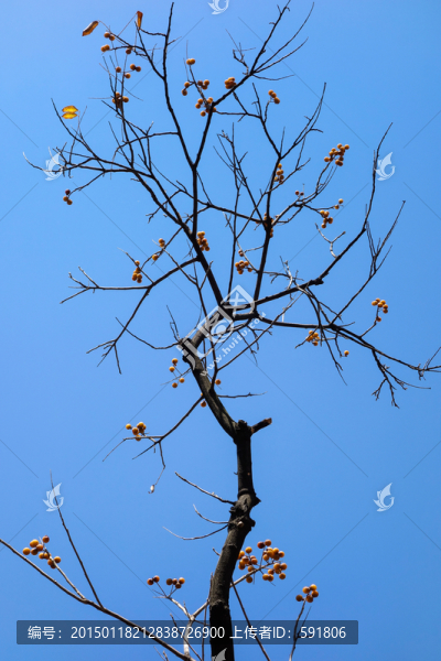 樹枝