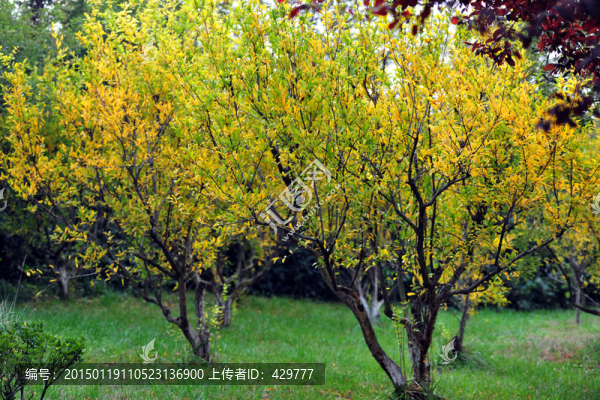 石榴樹(shù)
