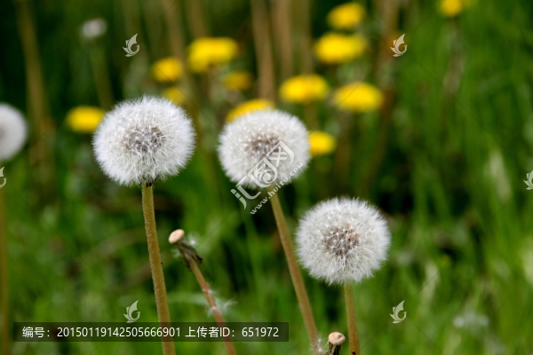 蒲公英