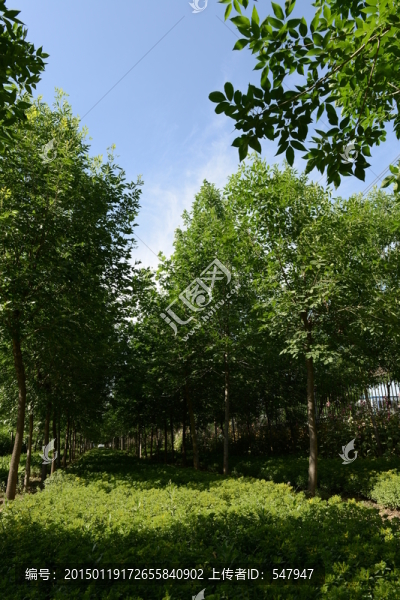 園林綠化