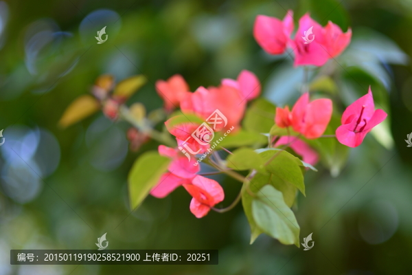 粉紅花背景