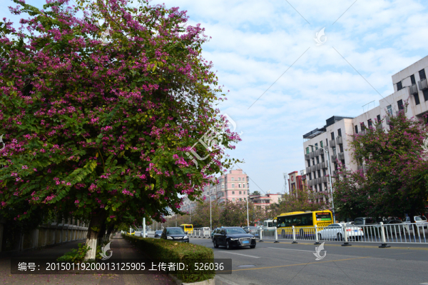 車道綠化美化