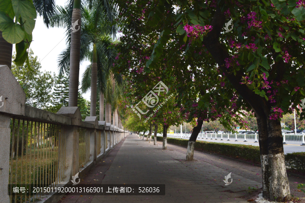 道路綠化