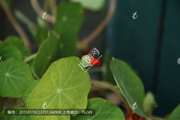 金蓮花旱蓮花特寫攝影圖片