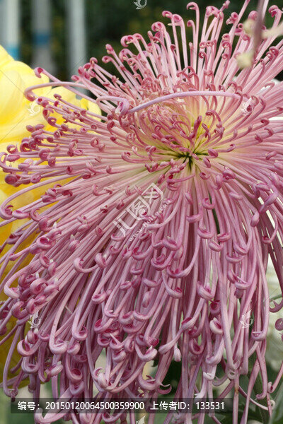 菊花,花卉