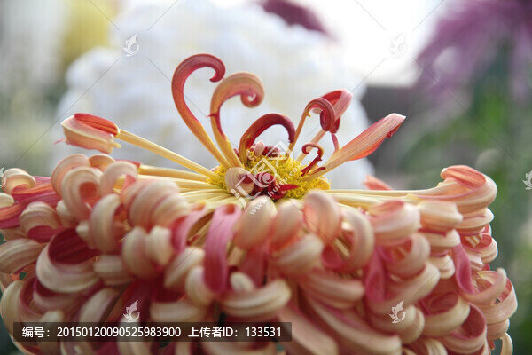 菊花,花卉,微距攝影