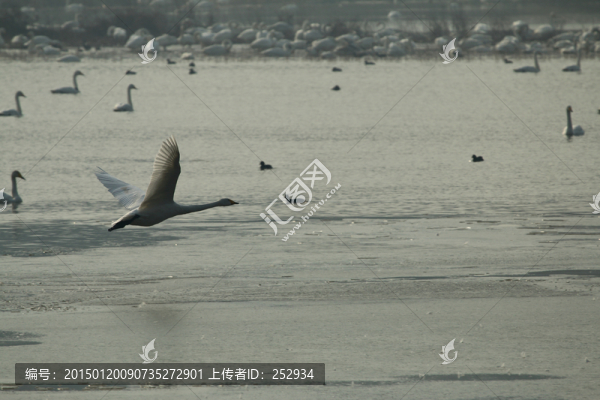 飛