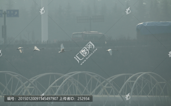 三門峽白天鵝
