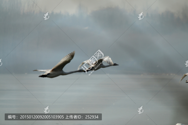 濕地飛鵝