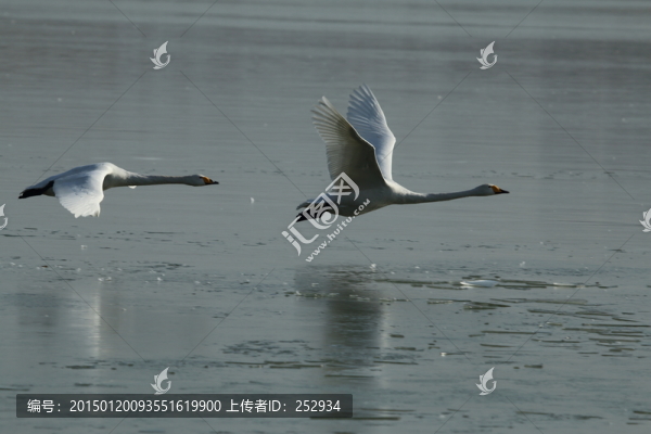 濕地飛鵝