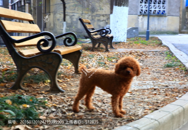 小狗
