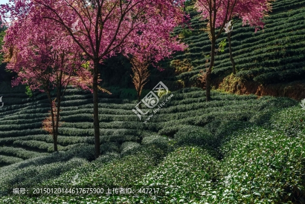 南澗無(wú)量山茶園