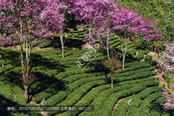 南澗無(wú)量山茶園