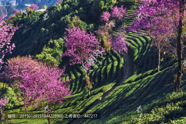 南澗無(wú)量山茶園