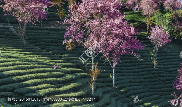 南澗無(wú)量山茶園