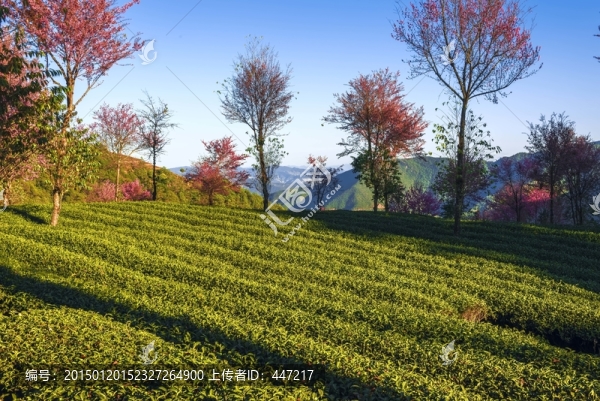 南澗無量山茶園
