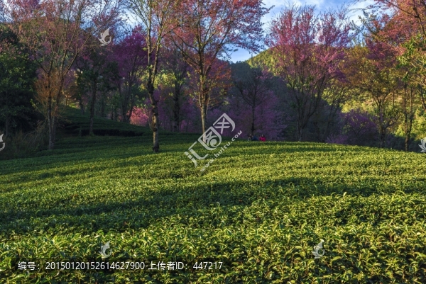南澗無量山茶園
