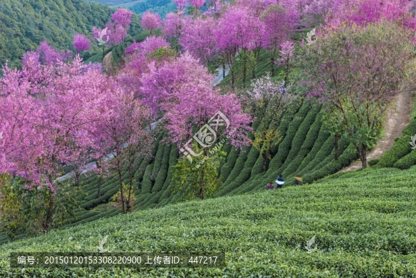 南澗無量山櫻花谷
