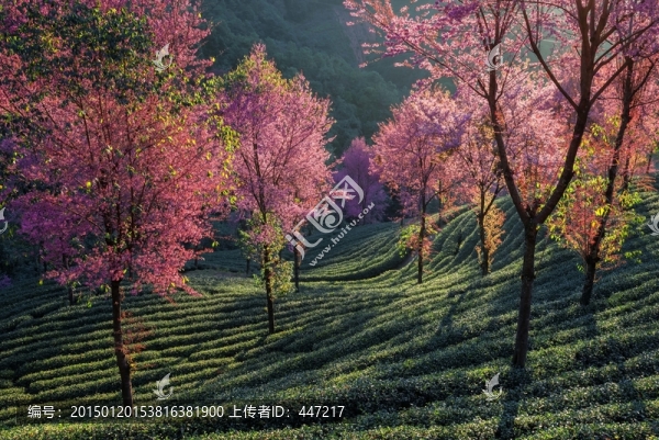 南澗無量山茶園