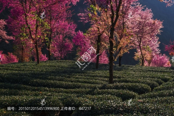 南澗無量山茶園