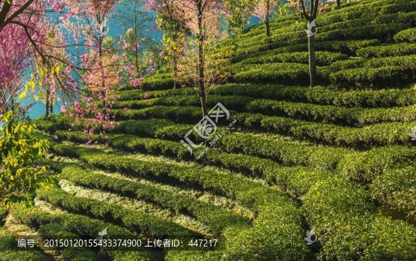 南澗無量山茶園