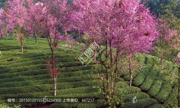 南澗無量山茶園