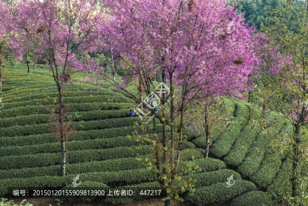 南澗無量山茶園