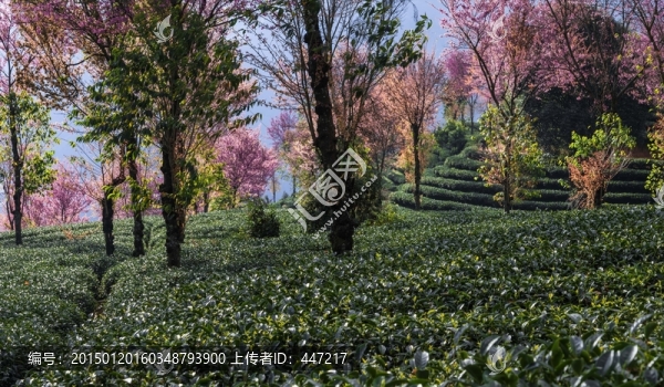 南澗無(wú)量山茶園