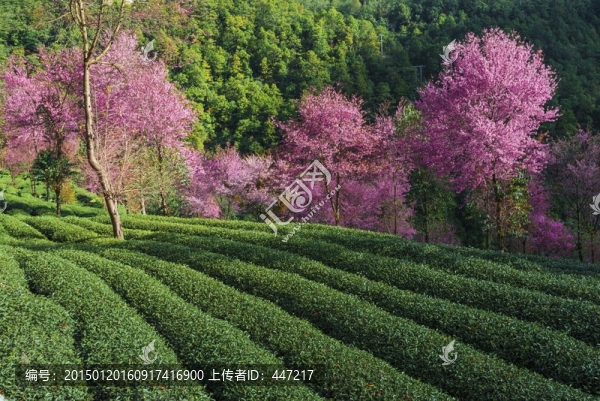 南澗無量山茶園