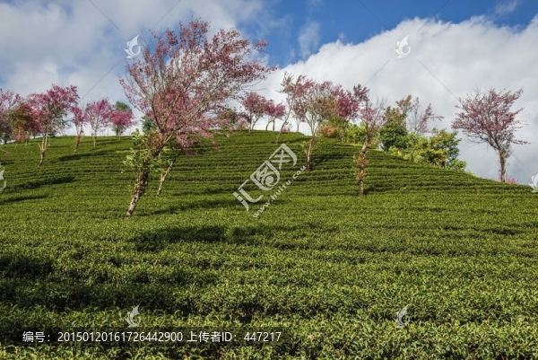 南澗無(wú)量山茶園