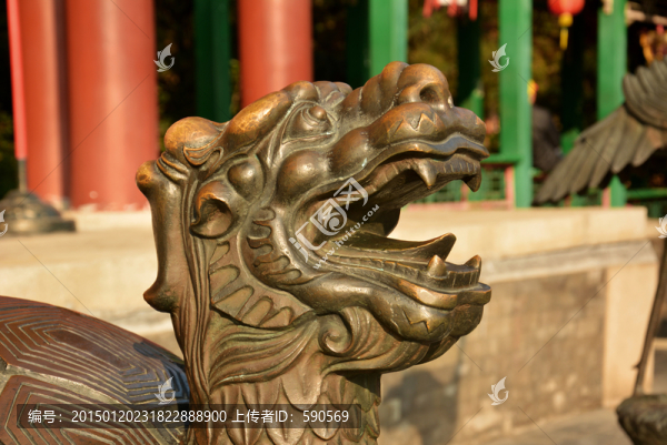 龍龜頭
