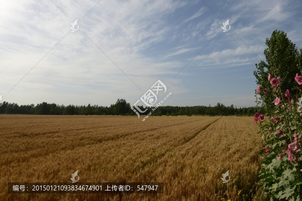 麥田