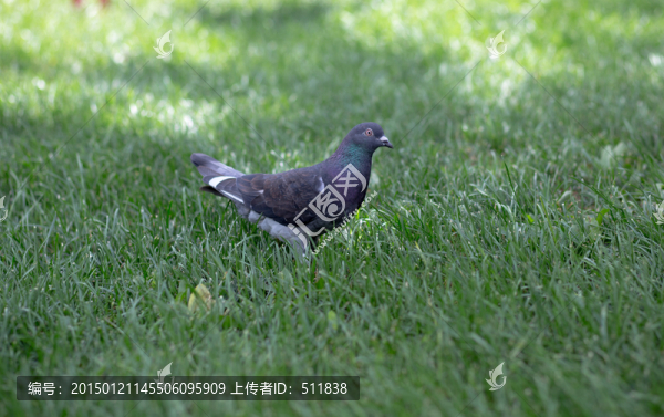 草地上的鴿子