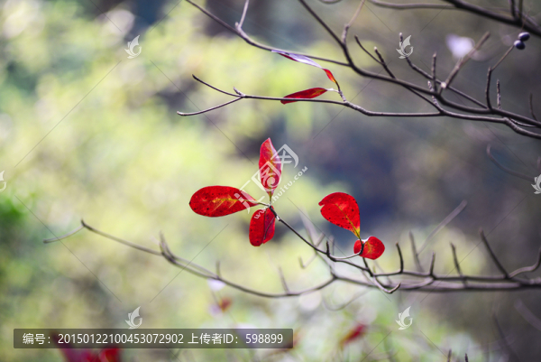 紅葉