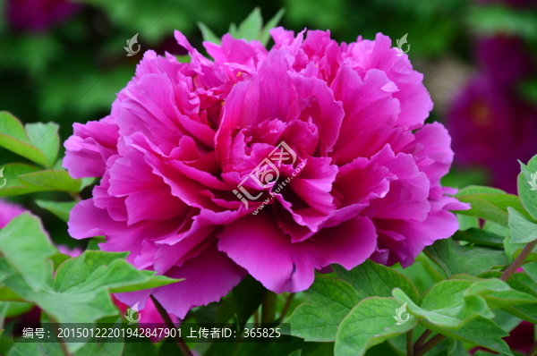 牡丹