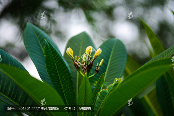 雞蛋花