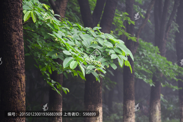 樹林