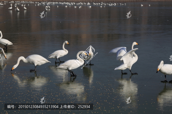 白天鵝